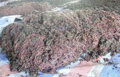 養殖蚯蚓的銷售渠道 飼料原料銷售策略與實踐